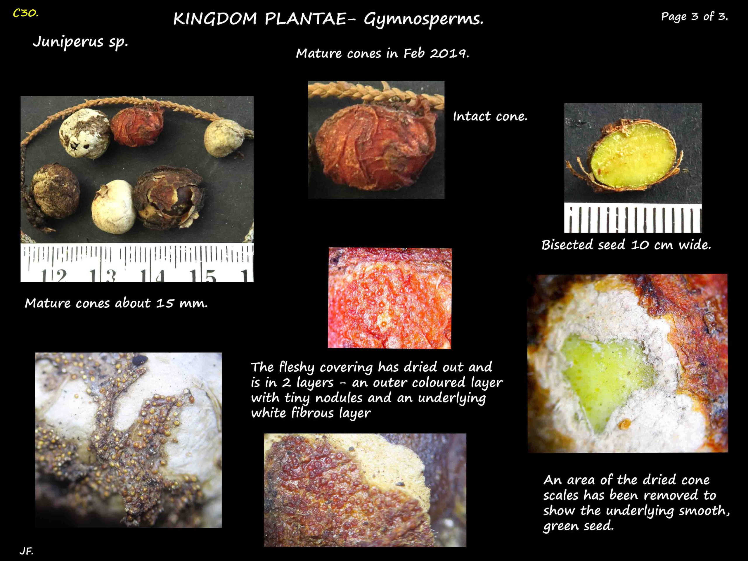 3 Cones & seeds of a Juniper tree